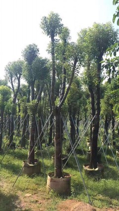 广东香樟树多少钱一棵?
